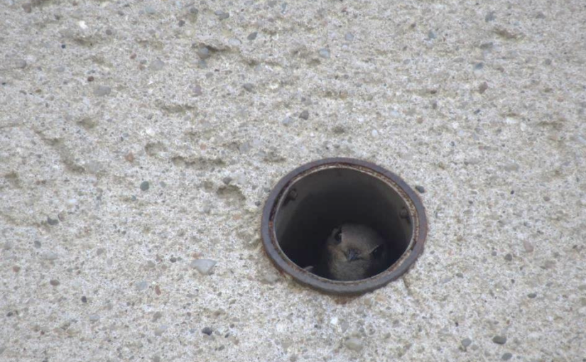 Mapování hnízdišť rorýsů a&nbsp;jiřiček v&nbsp;roce 2020