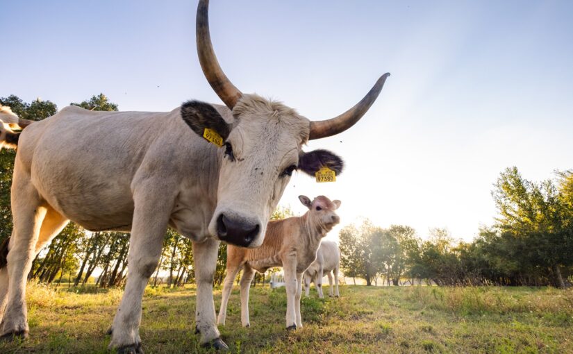 Přispějte na stádo krav pro obnovu přírody na jižní Moravě