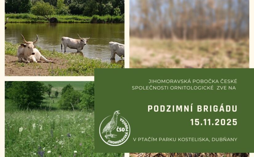 Podzimní brigáda 15.11.2025